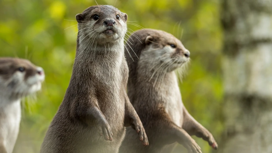 Asian Small-clawed Otter